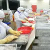 Shrimp exports to the EU market continue to grow