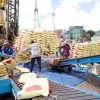 Vietnam likely earn 5 billion USD from rice exports this year