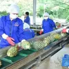 Vietnam's fruit, vegetable exports near 7 billion USD target