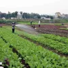 Hanoi focusing on market-oriented agricultural production