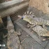 Great opportunity for sustainable development of crocodile farming