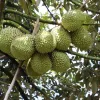 Vietnam's durian dominates fruit exports, outpacing dragon fruit