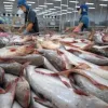 Vietnam becomes second largest supplier of white fish to US