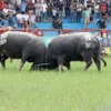 2024 Do Son buffalo fighting festival held