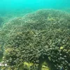 Nha Trang bay marine ecosystem records positive recovery