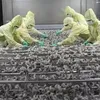 Shrimp exports bring home nearly 2.8 billion USD in nine months