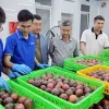 First Vietnamese enterprise exports passion fruit to Australia