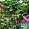 Workshop seeks ways to effectively and sustainably develop coffee industry