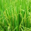 Low-emission rice cultivation towards green environment