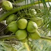 Coconut industry growth revives local livelihoods
