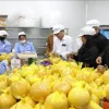 Hai Duong exports grapefruit to EU