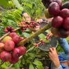 Agriculture sustains growth momentum in H1, strengthening foundation for green development