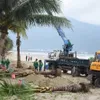 Da Nang greens beaches with hundreds of coconut trees