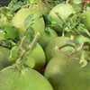 Vietnam's fruit, vegetable exports up nearly 18% in H1