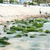 Nhon Hai’s moss-covered rock beach: A must-visit destination in Binh Dinh