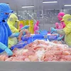 Cá tra Việt Nam 2025: Tăng tốc xuất khẩu trong vùng xoáy cạnh tranh mới