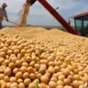 Giá đậu tương lao dốc trước lo ngại căng thẳng Mỹ-Trung