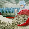 Nhu cầu tiêu thụ tôm tại các thị trường lớn biến động ngay trong đầu năm 2025