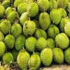 China recognises 829 growing area codes for Vietnamese durian