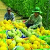 E-commerce to support farmers with market access