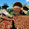 Vietnam’s coffee exports reach 4.2 billion USD in first five months