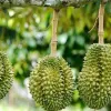 Priority given to clearance for agricultural exports, especially in-season durians