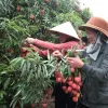 Thanh Ha lychee harvest and trade promotion launched in Hai Duong