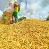 Vietnam’s rice export prices fall nearly 19% despite growing volume