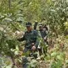 Viet Nam classified as low risk under EU anti-deforestation regulation