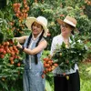 Lychee season draws tourists to Bac Giang