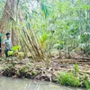Promoting bamboo-based green economy and value chains