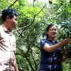 Hung Yen turns longan harvest into tourism opportunity