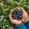 Polish blueberries set to reach Vietnamese consumers