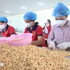 Vietnam’s cashew export target of 4.5 billion USD within reach
