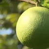 Agro-forestry-fishery exports poised for stronger growth