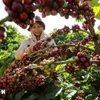 Coffee exports likely to exceed 8 billion USD this year