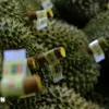 Durian export revenue grows to fresh new highs