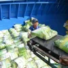 Vietnam to proactively reduce rice exports from 2026