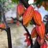 Vietnam looks to shape quality cocoa brand on global map