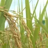 One-million-hectare rice plan enters new phase