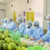 Turkish cooperatives open sourcing channel for Vietnamese businesses