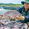 Tilapia export value to Brazil surge more than 222-fold in eight months