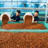 Xuất khẩu cà phê lập kỷ lục, mang về 8,5 tỷ USD