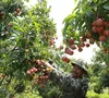 Giá vải thiều tăng gấp ba ngay đầu vụ