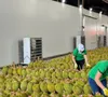 Gỡ nút thắt kiểm nghiệm, thúc đẩy xuất khẩu sầu riêng