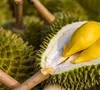 Campuchia gia nhập đường đua xuất khẩu sầu riêng sang Trung Quốc