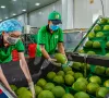 Xuất khẩu rau quả giảm lần đầu sau hai năm
