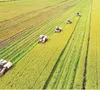 Việt Nam sẽ là nước nhập khẩu gạo lớn thứ hai thế giới