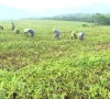 Mất mùa, mất giá ở thủ phủ trồng dưa hấu tại Quảng Bình