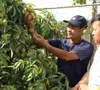 Giá bán buôn vải đầu mùa ở Đắk Lắk là 60.000 đồng/kg